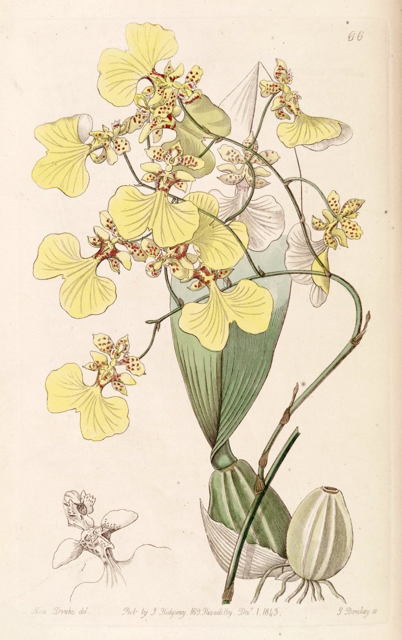 Oncidium bicolor od Miss Drake