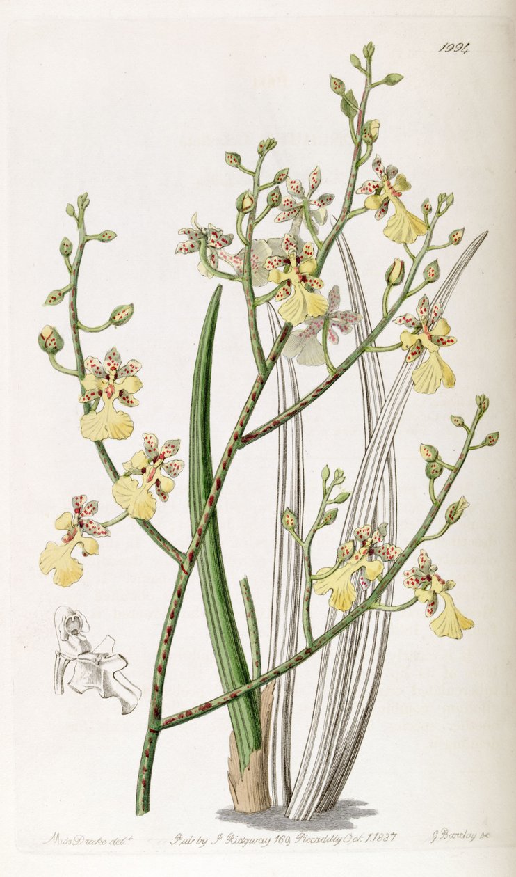 Pažitka Oncidium nebo pažitka Trichocentrum od Miss Drake