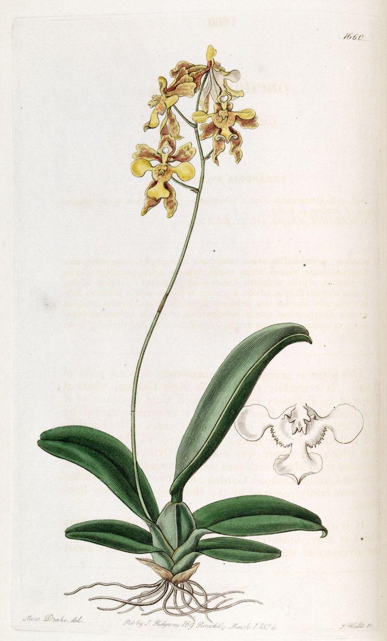 Oncidium ciliatum od Miss Drake