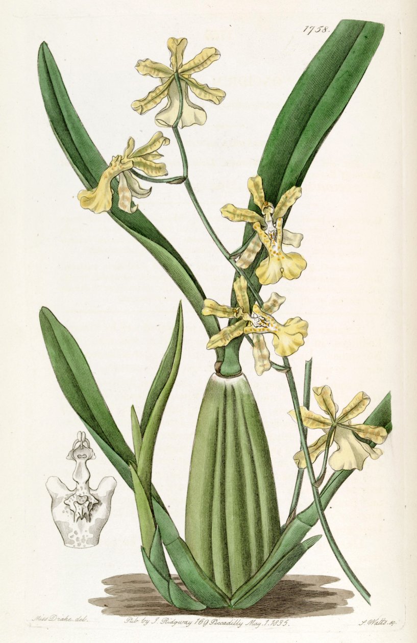 Oncidium citrinum od Miss Drake