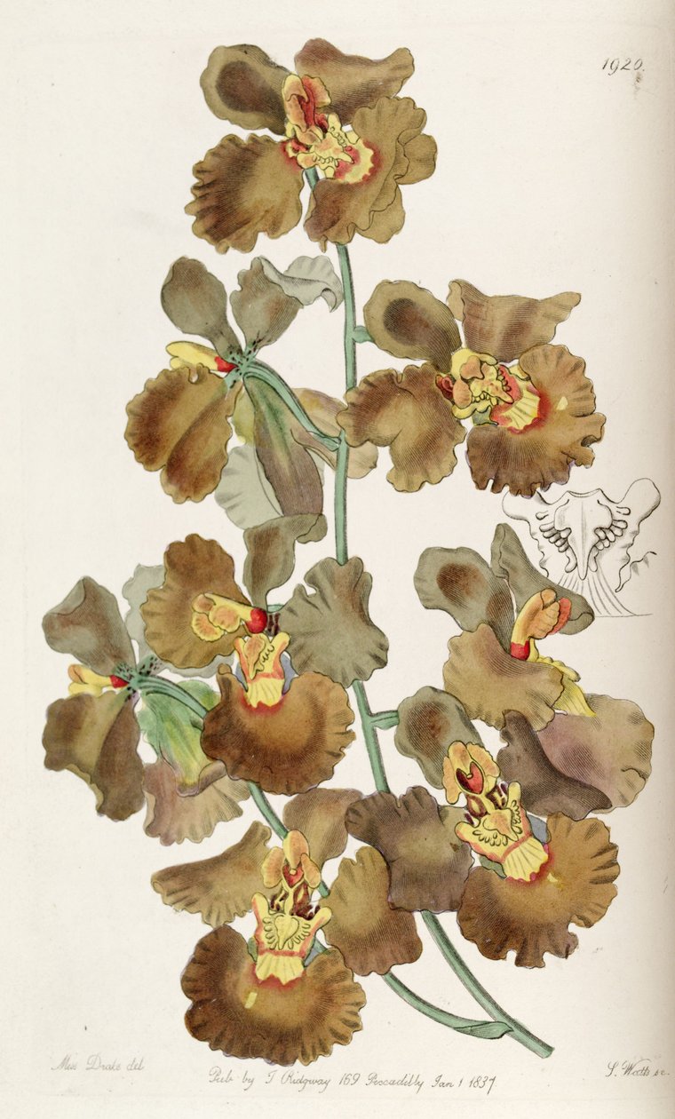 Oncidium crispum od Miss Drake