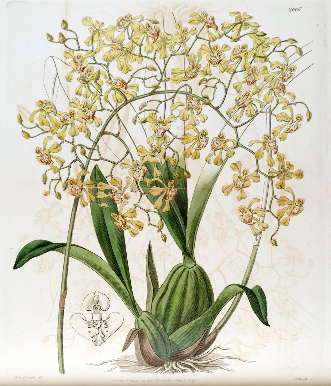 Oncidium deltoideum (píše se jako Cynorchis fastigiata od Miss Drake