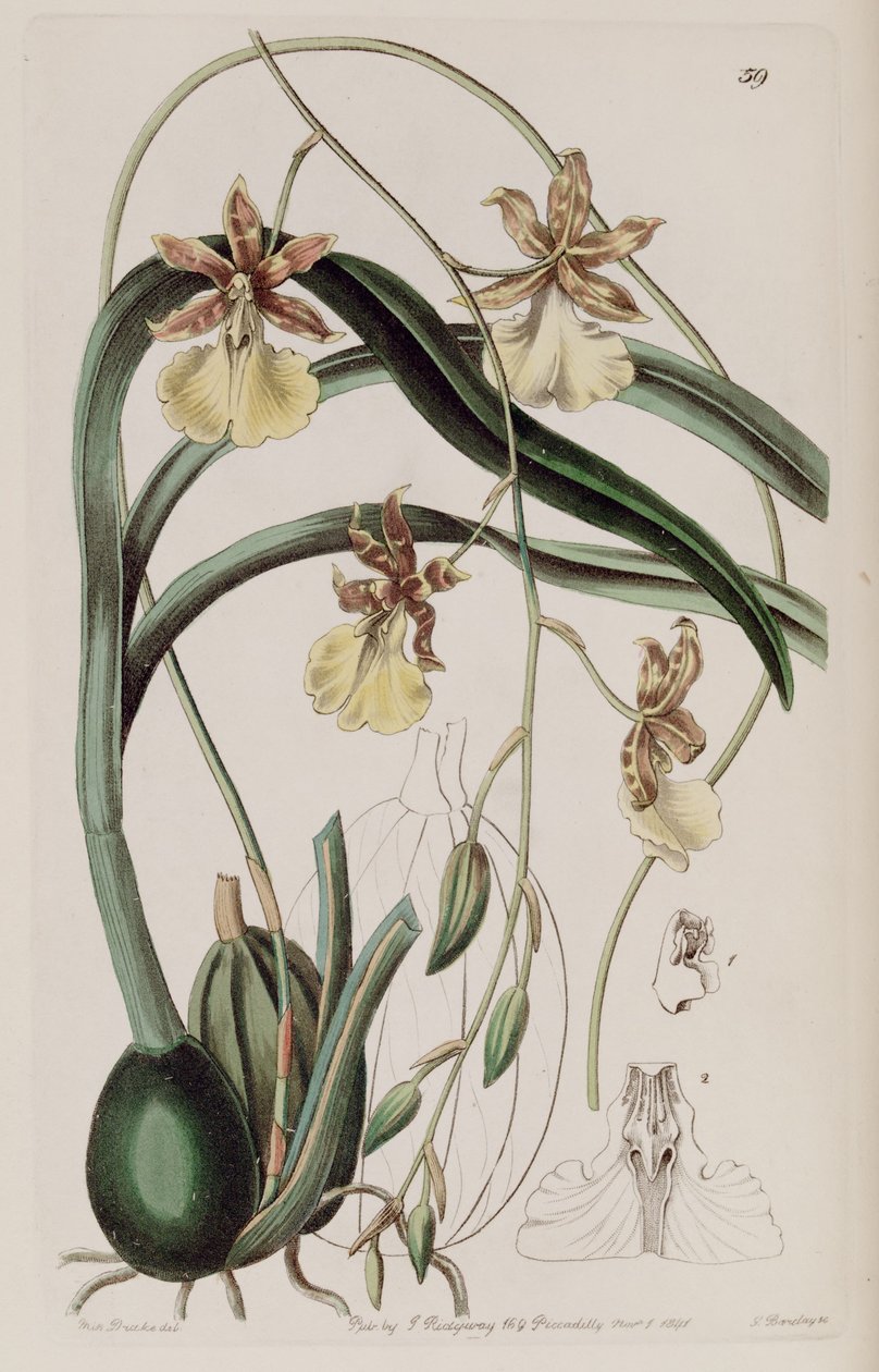 Oncidium graminifolium (jako syn. Cyrtochilum filipes) od Miss Drake