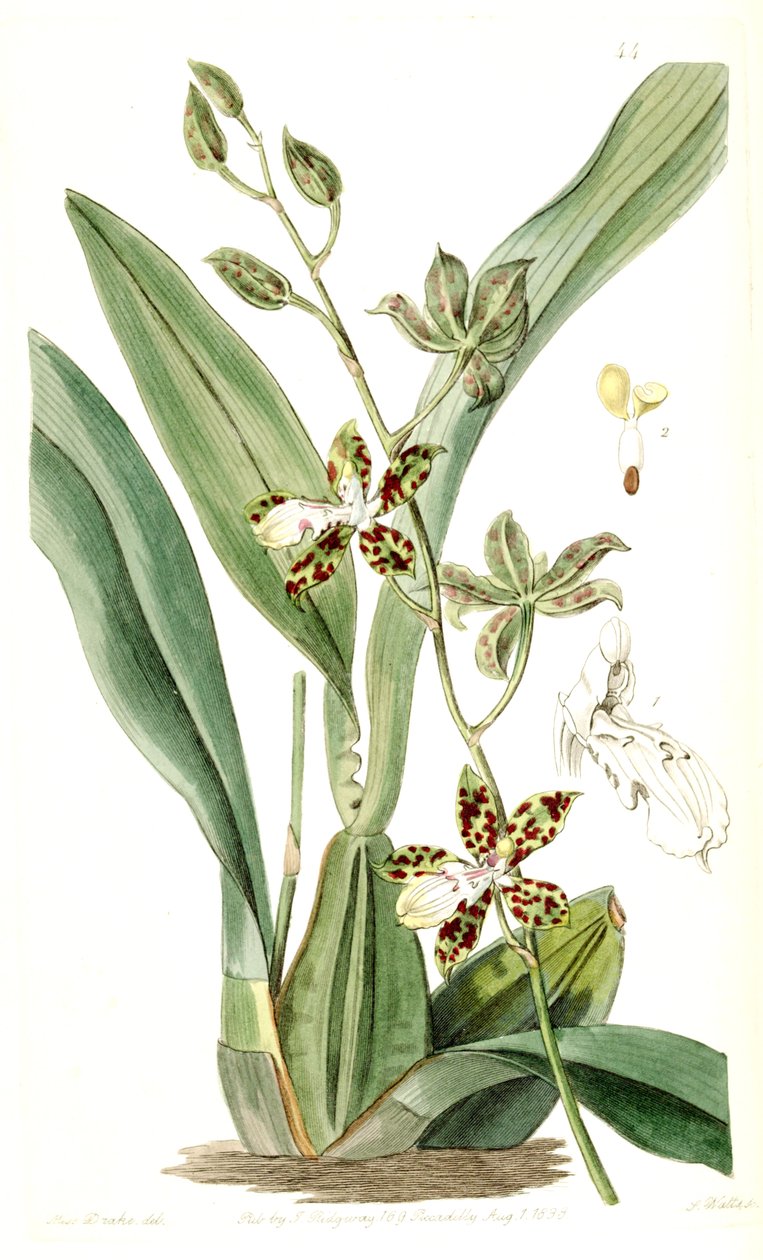 Oncidium maculatum (jako syn. Cyrtochilum maculatum) od Miss Drake