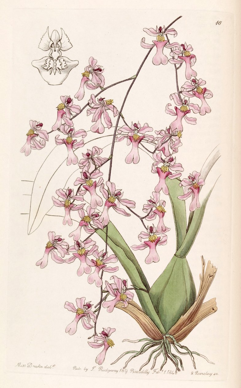 Oncidium ornithorhynchum od Miss Drake
