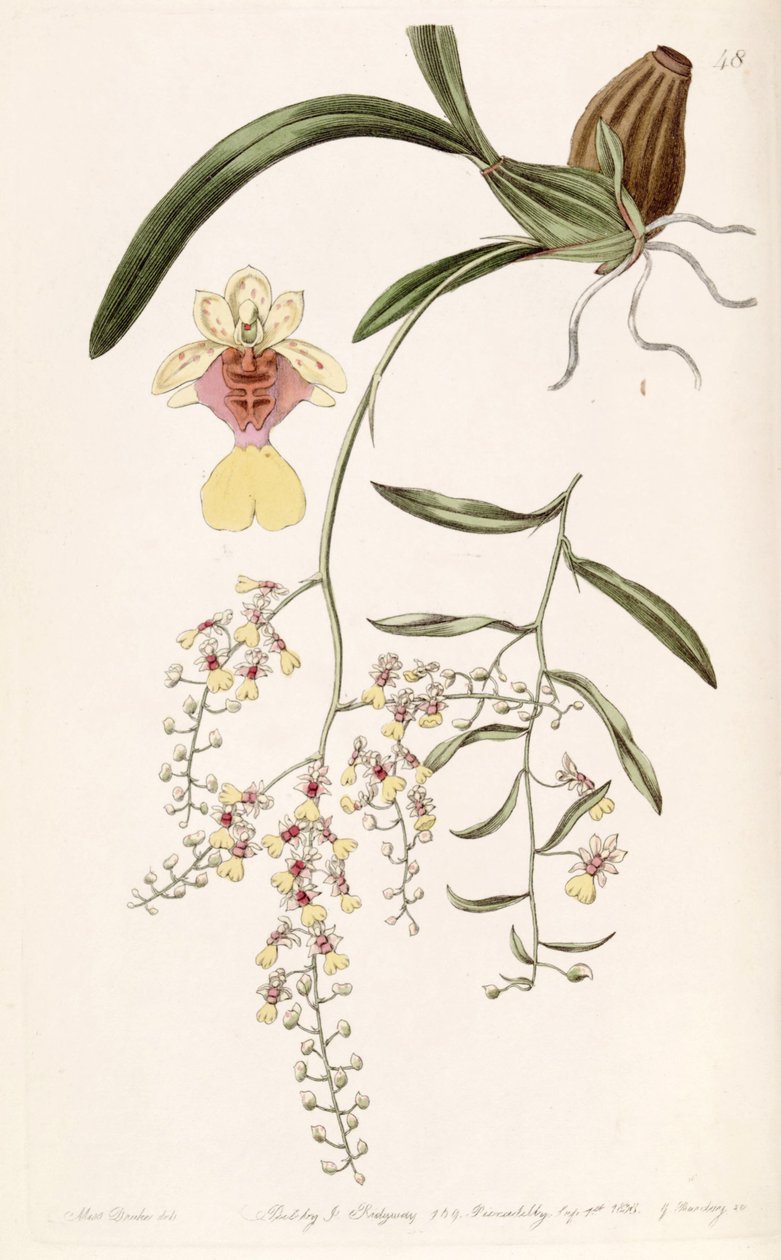 Oncidium raniferum od Miss Drake