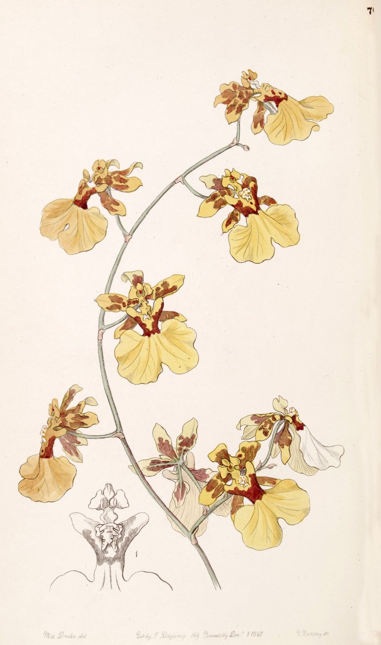 Oncidium reflexum (jako syn. Oncidium pelicanum) od Miss Drake