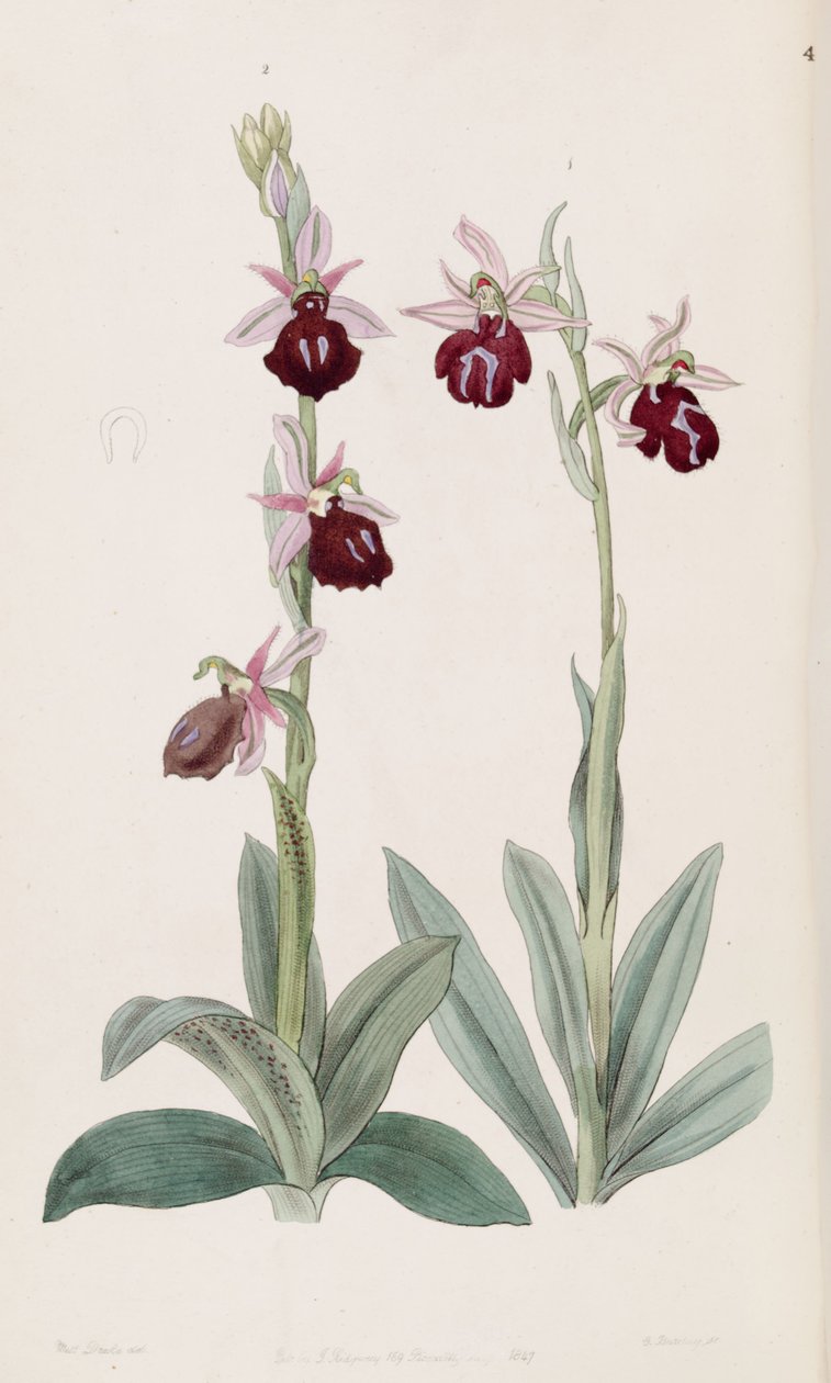 Ophrys ferrum-equinum (vlevo, obr. 2) a Ophrys bombyliflora (jako syn. Ophrys tabanifera) (vpravo, obr. 1) od Miss Drake