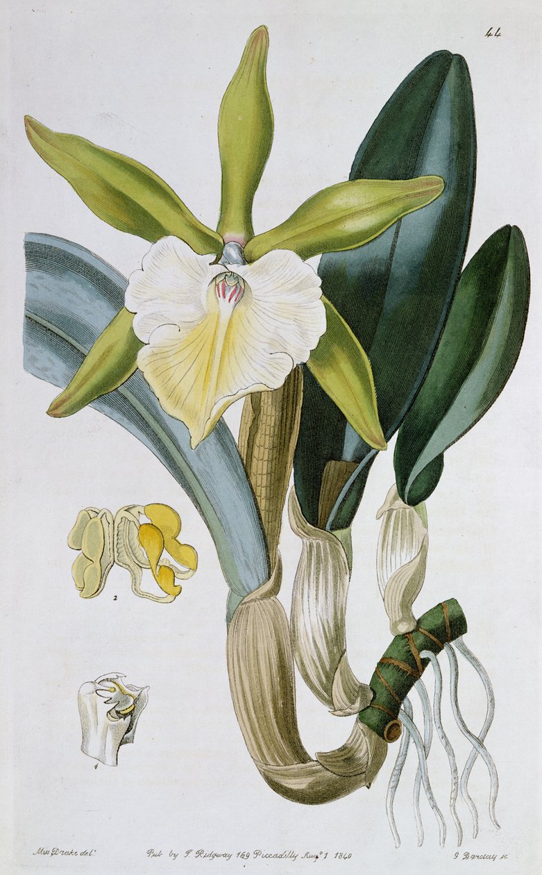 Orchidej: Brassavola glauca, vydal I. Ridgway, 1846 od Miss Drake