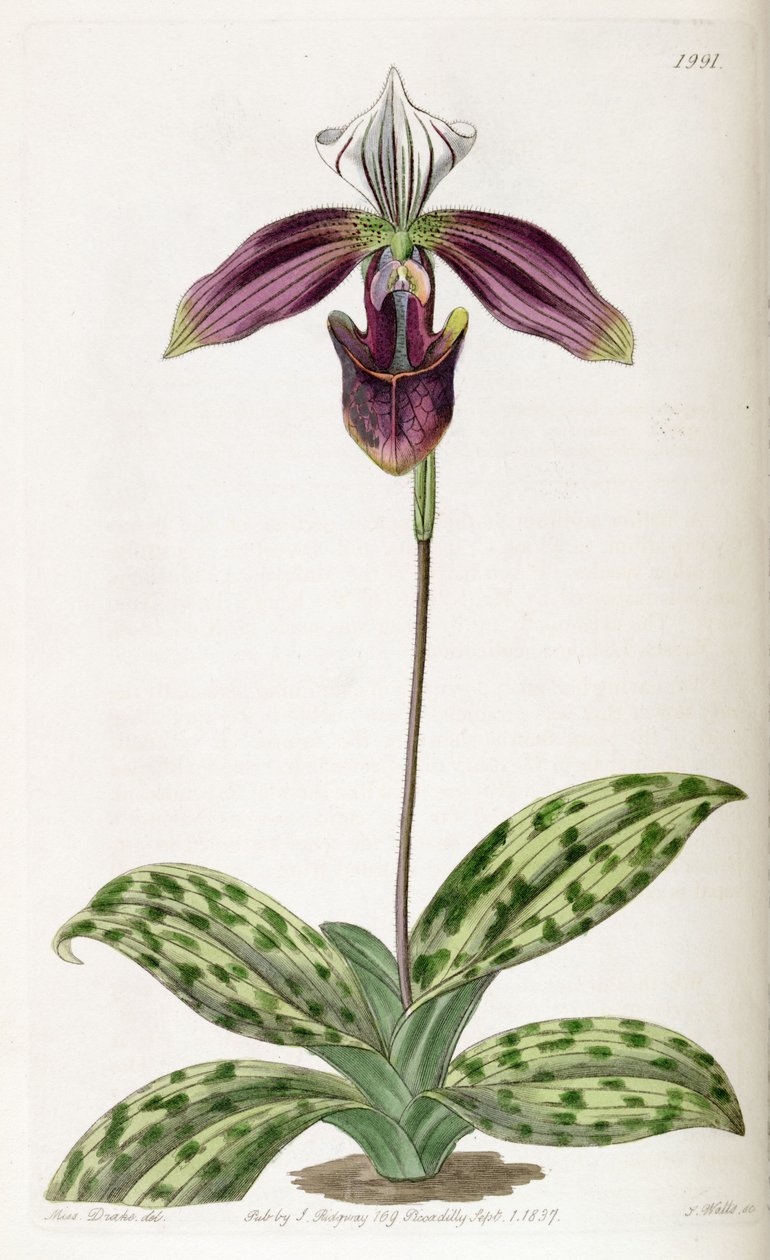 Paphiopedilum purpuratum (jako syn. Cypripedium purpuratum) od Miss Drake