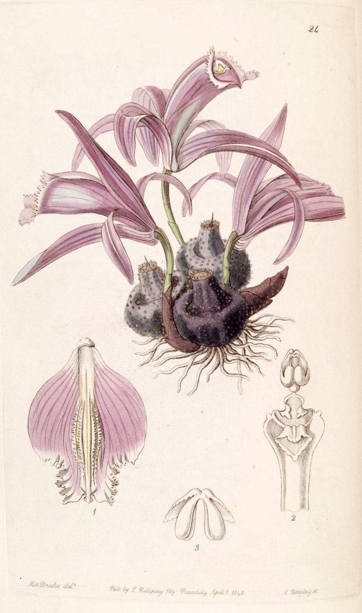 Pleione praecox (jako syn. Coelogyne wallichiana) od Miss Drake