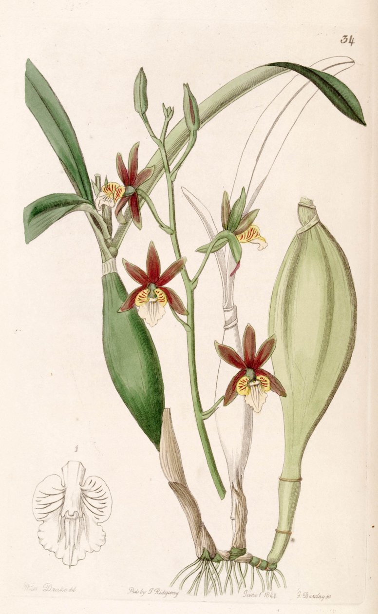 Prosthechea pterocarpa (jako syn. Epidendrum pterocarpum) od Miss Drake