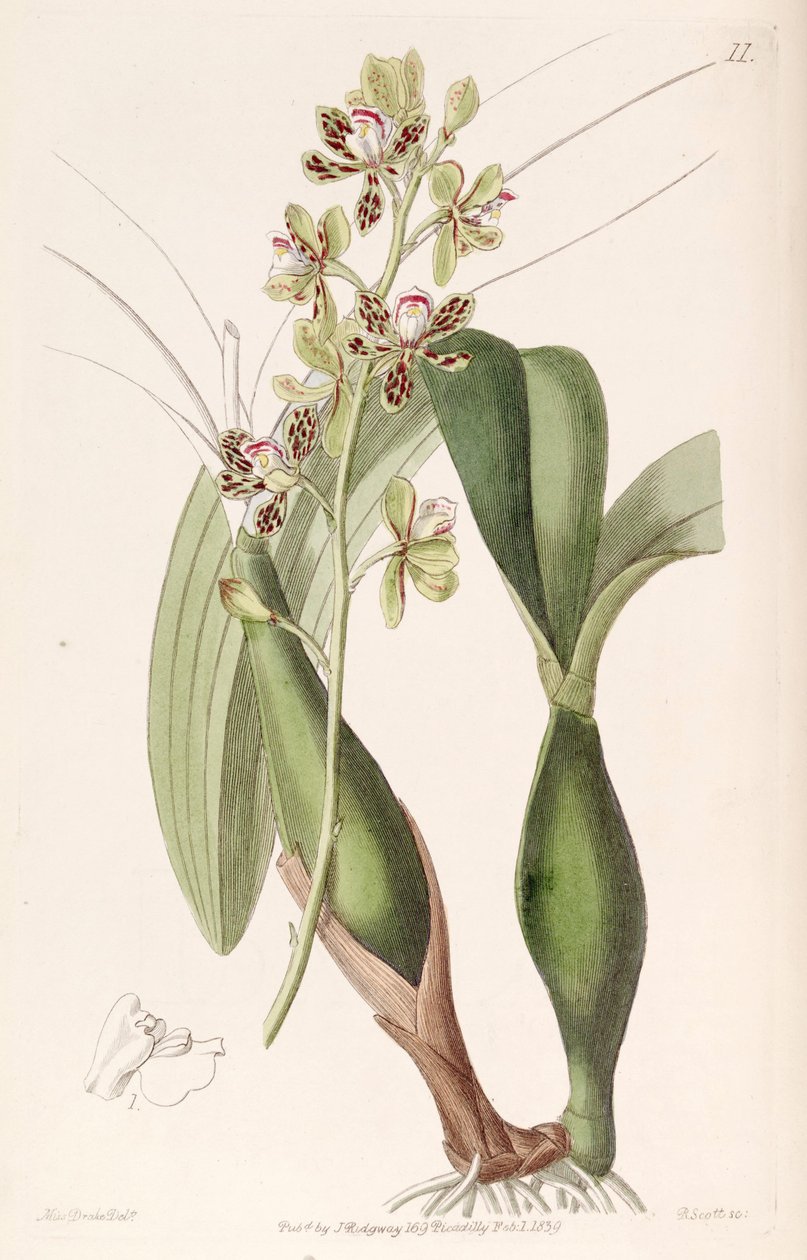 Prosthechea vespa od Miss Drake