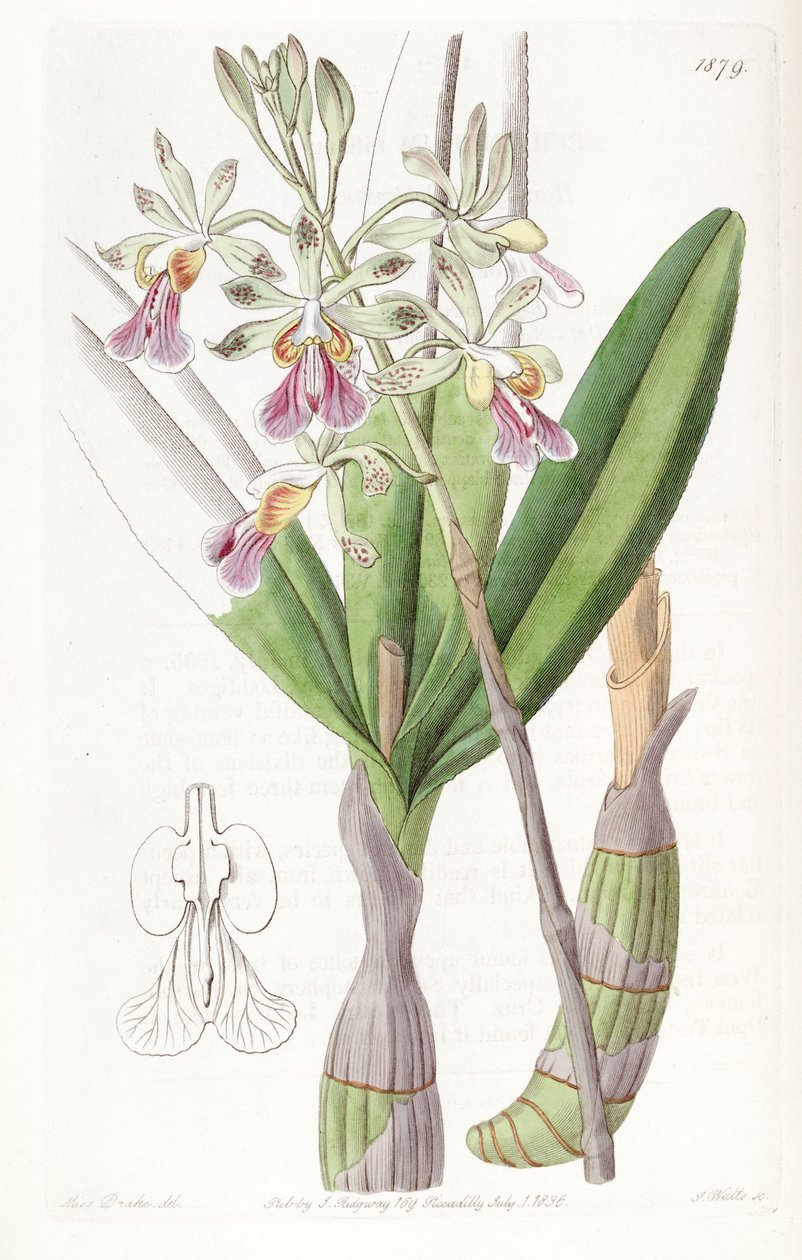 Psychilis bifida (jako syn. Epidendrum bifidum) od Miss Drake