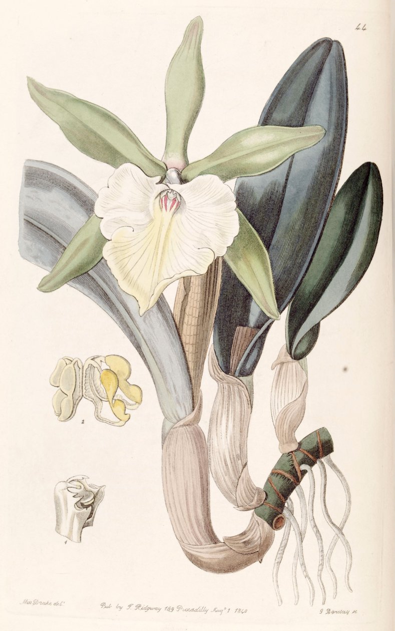 Rhyncholaelia glauca nebo Brassavola glauca od Miss Drake