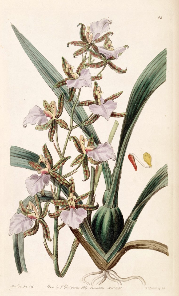 Rhynchostele bictoniensis nebo Odontoglossum bictoniense od Miss Drake