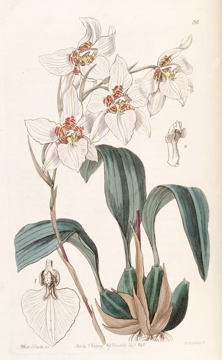 Rhynchostele cervantesii (jako syn. Odontoglossum cervantesii) od Miss Drake