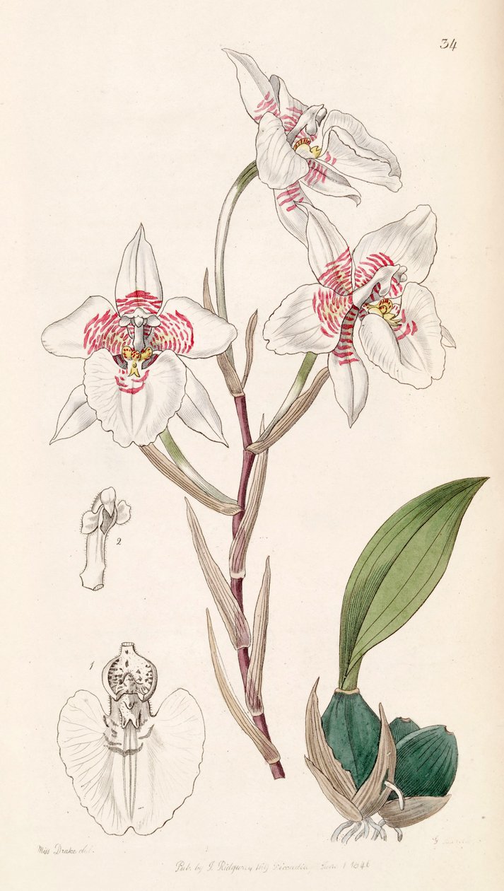 Rhynchostele cervantesii (jako syn. Odontoglossum membranaceum) od Miss Drake