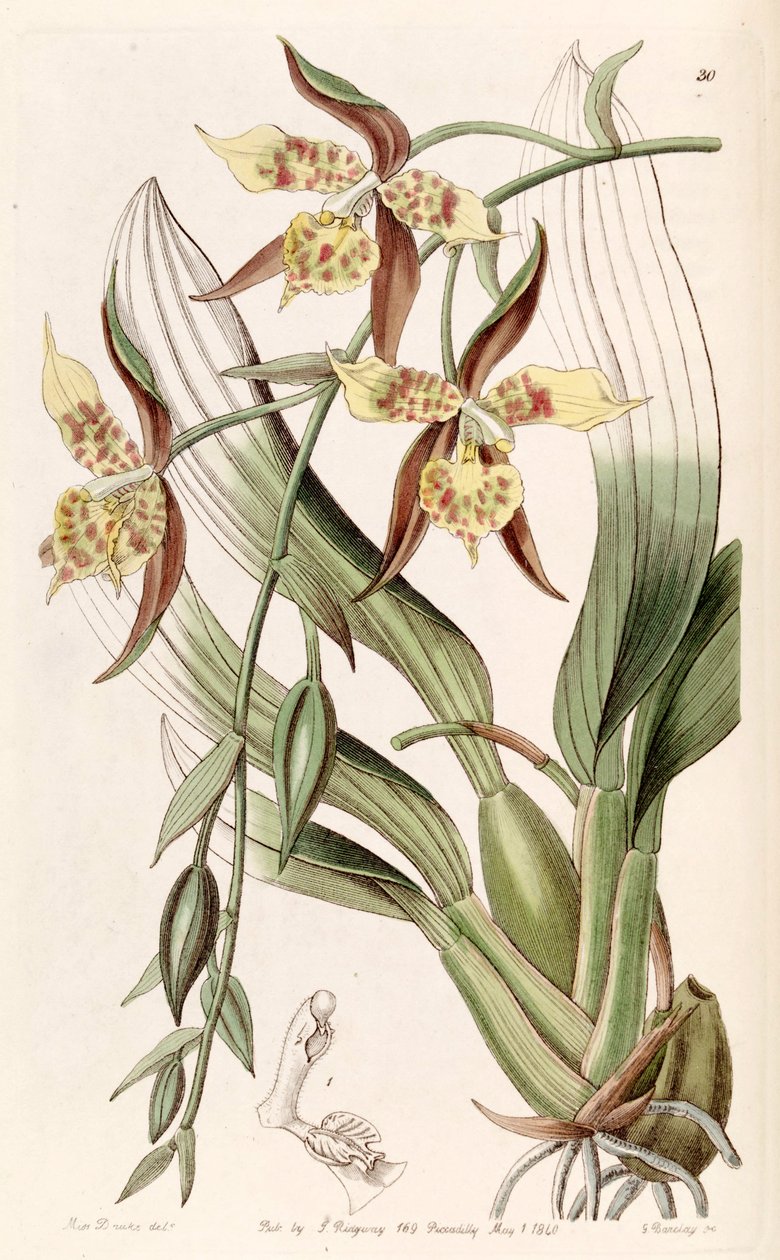 Rhynchostele maculata (jako syn. Odontoglossum maculatum) od Miss Drake