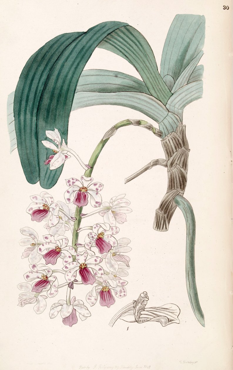 Rhynchostylis gigantea subsp. violacea (jako syn. Vanda violacea) od Miss Drake