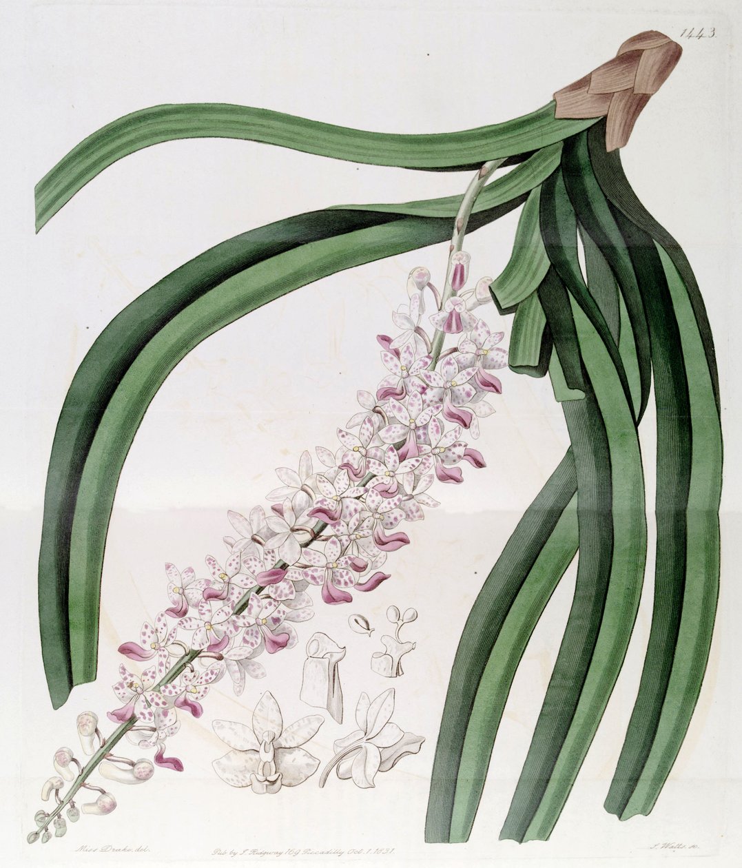Rhynchostylis retusa (jako syn. Eulophia mackaiana) od Miss Drake
