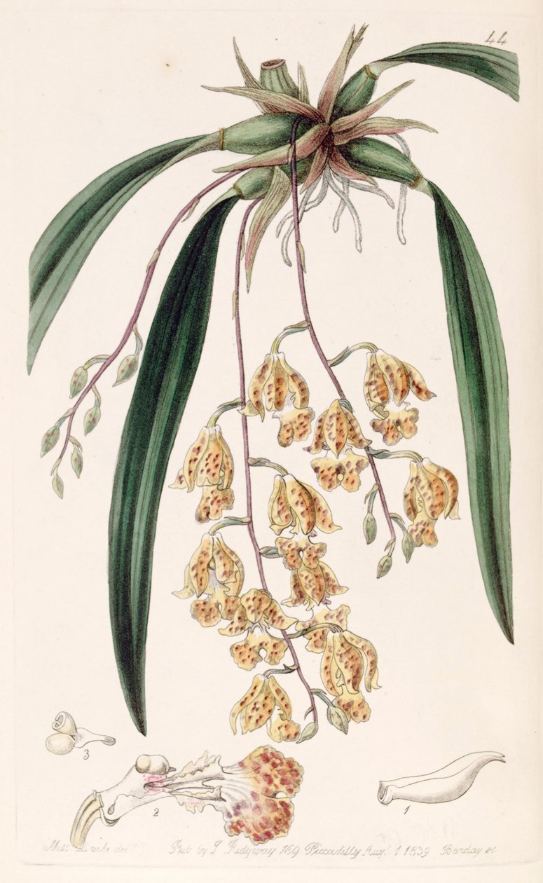 Rodriguezia sticta (jako syn. Burlingtonia maculata) od Miss Drake