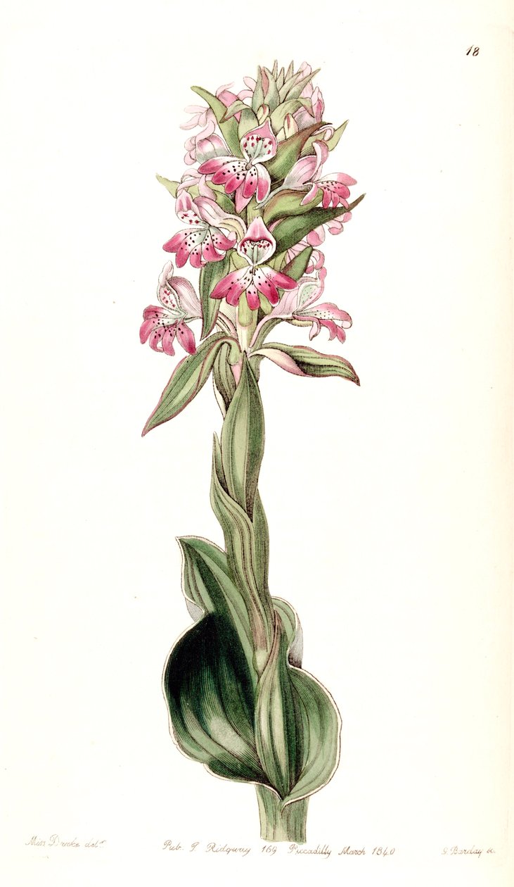 Satyrium erectum (jako syn. Satyrium pustulatum) od Miss Drake