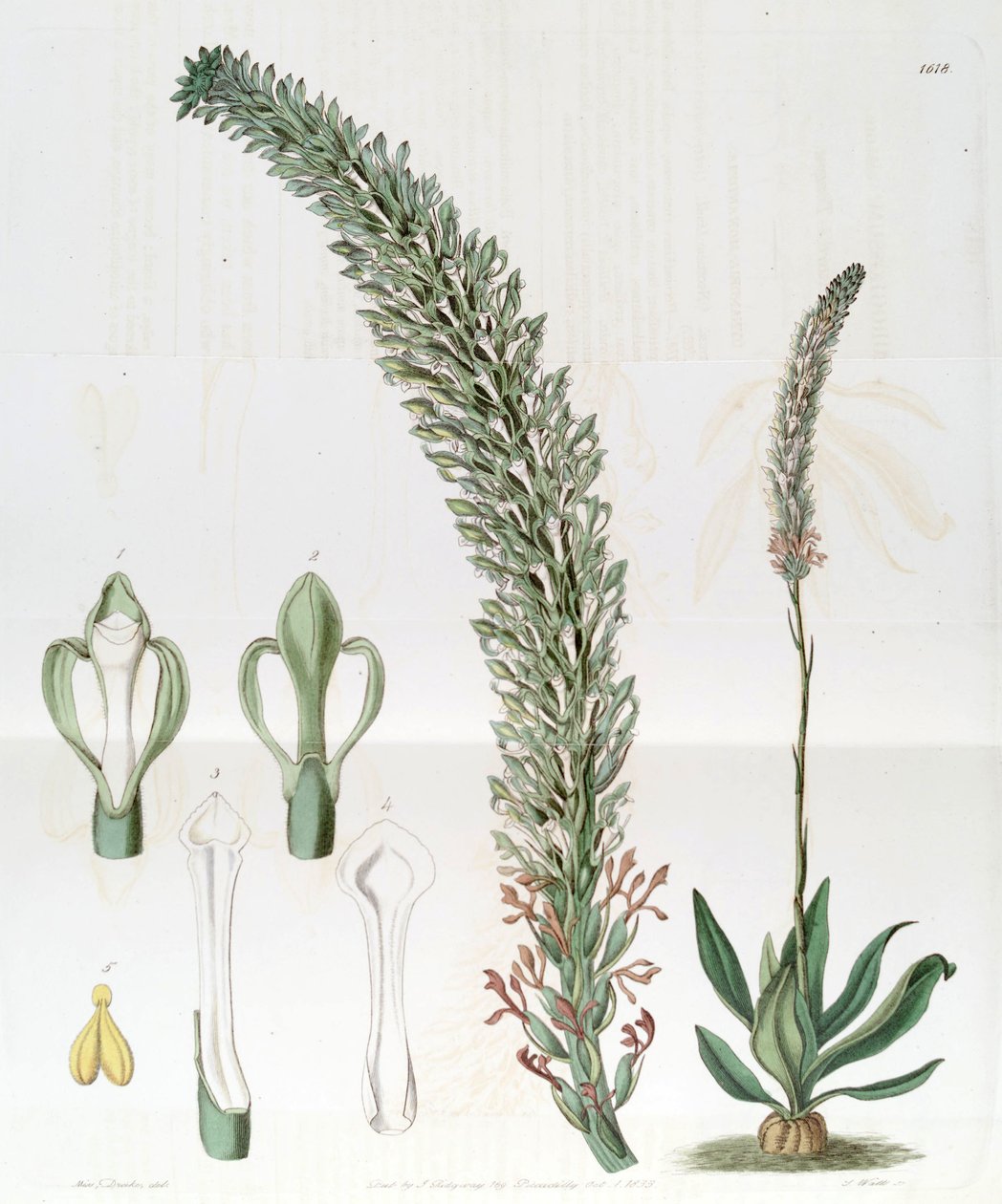 Sauroglossum nitidum (jako syn. Sauroglossum elatum) od Miss Drake