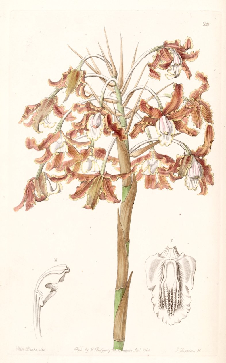 Schomburgkia crispa (syn. Z Laelia marginata) od Miss Drake