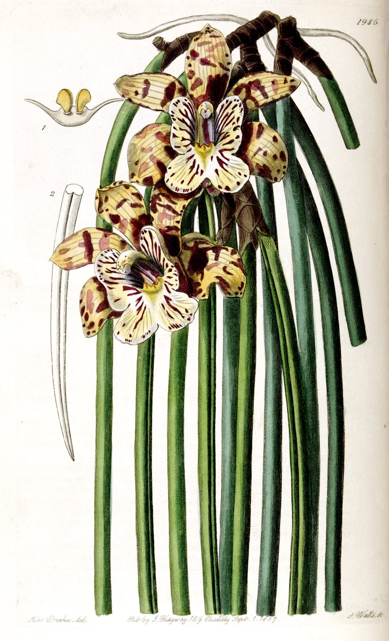 Scuticaria steelei (jako syn. Maxillaria steelii) od Miss Drake