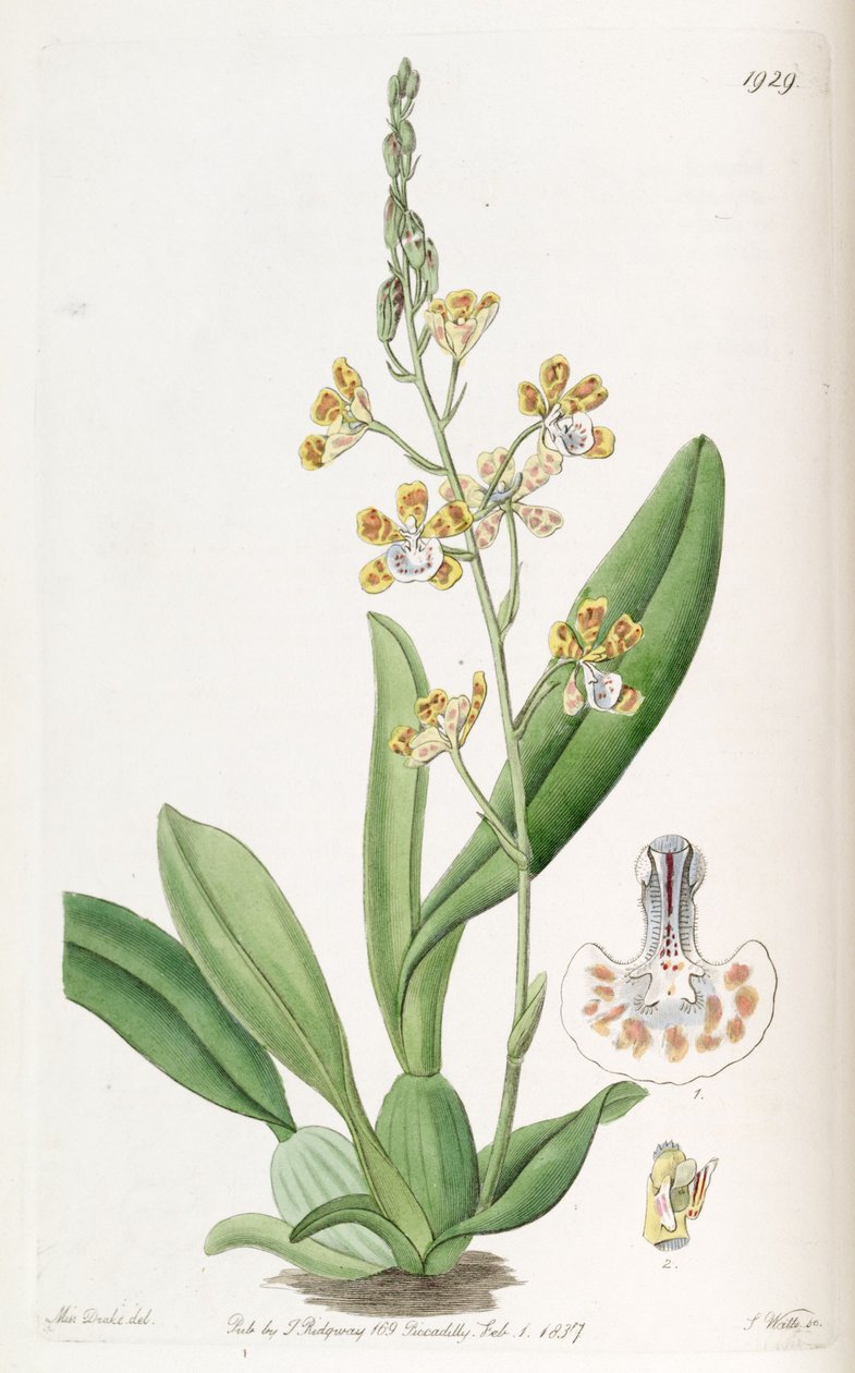 Solenidium lunatum (jako syn. Oncidium lunatum) od Miss Drake