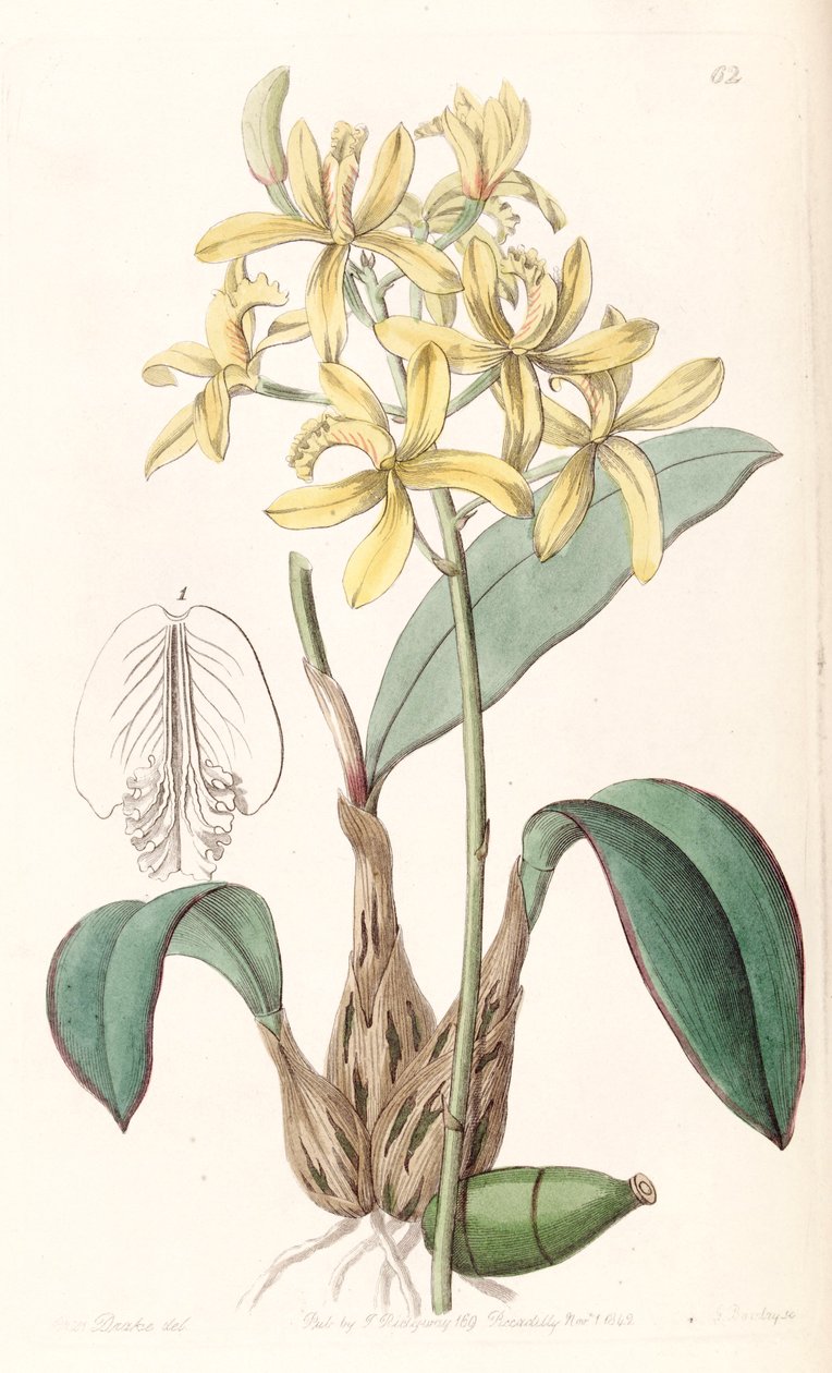 Sophronitis crispata (jako syn. Laelia flava) od Miss Drake