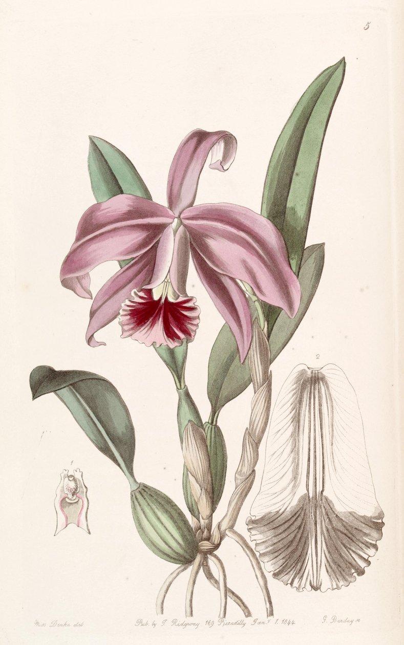 Sophronitis pumila (jako syn. Cattleya pumila) od Miss Drake