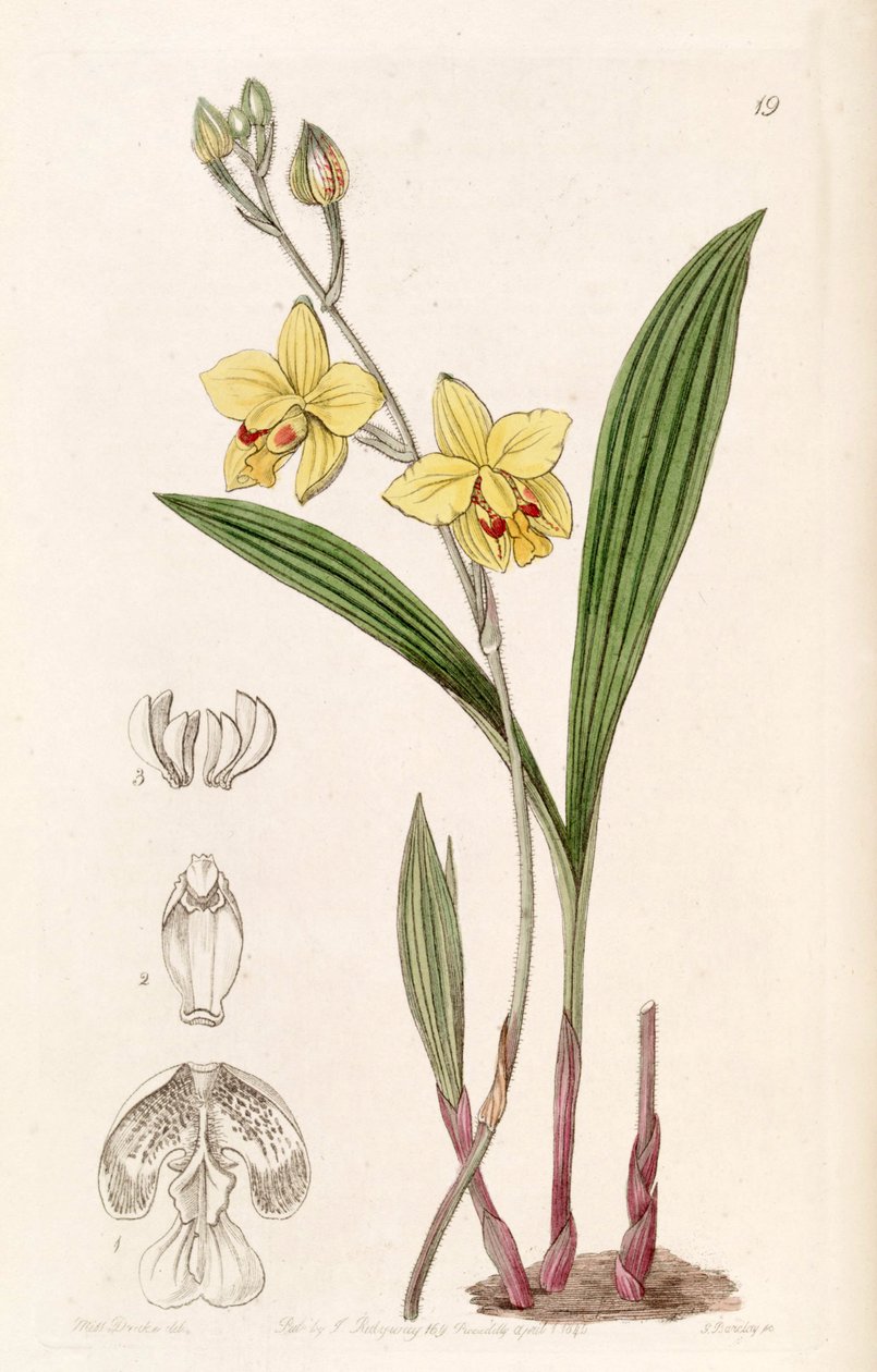 Spathoglottis pubescens (jako syn. Spathoglottis fortunei, hláskoval Lindley jako Spathoglottis fortuni) od Miss Drake