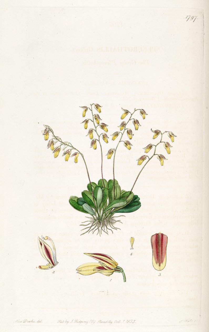Specklinia grobyi od Miss Drake