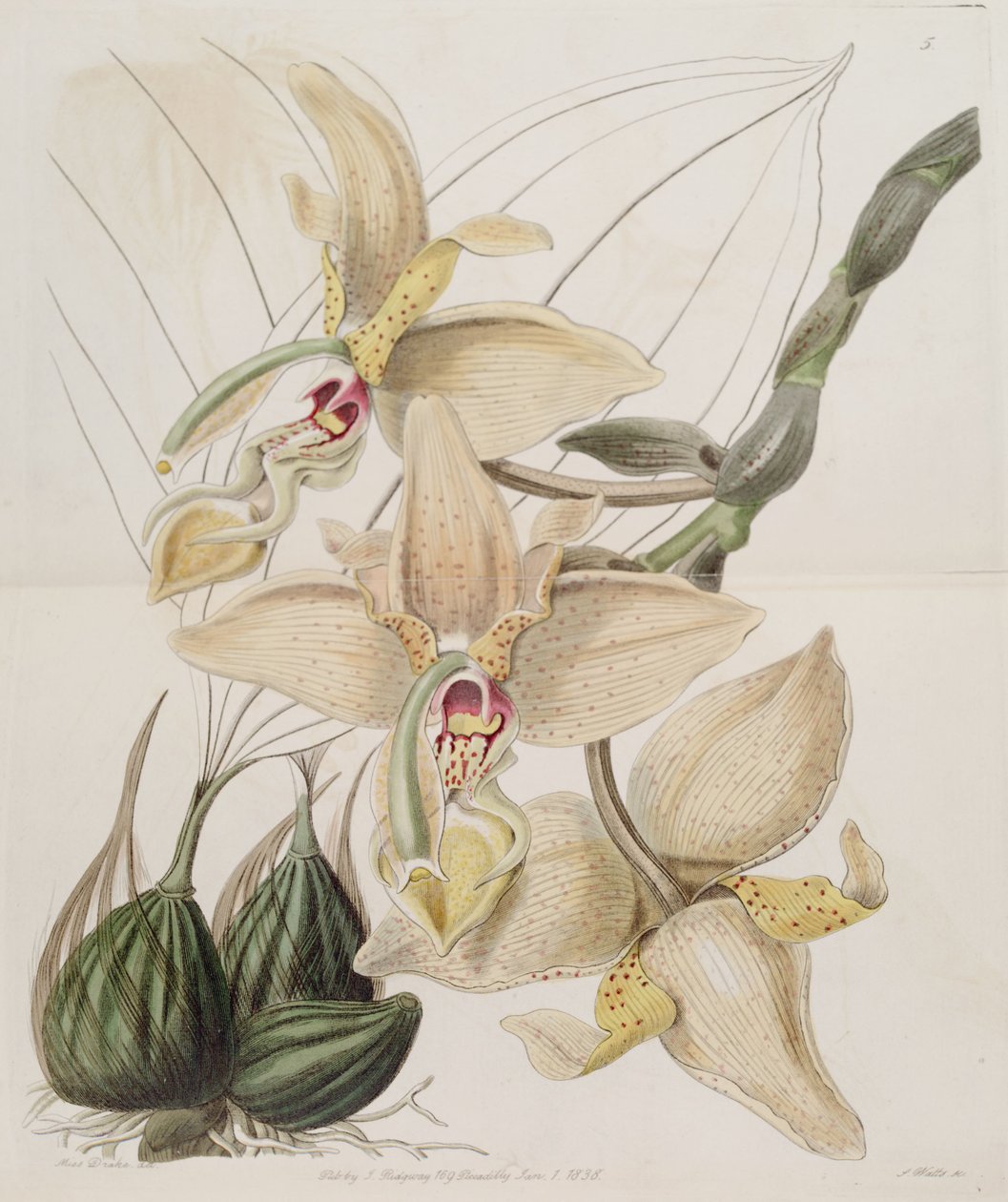 Stanhopea × quadricornis Lindl. (1838) (Stanhopea grandiflora × Stanhopea wardii) od Miss Drake