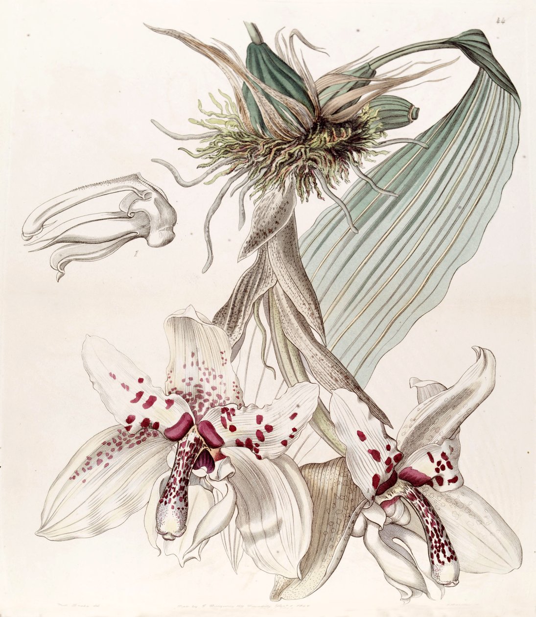 Stanhopea martiana (jako syn. Stanhopea martiana var. Bicolor) od Miss Drake