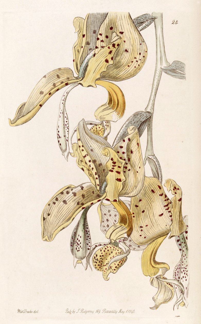 Stanhopea oculata (jako syn. Stanhopea bucephalus) od Miss Drake