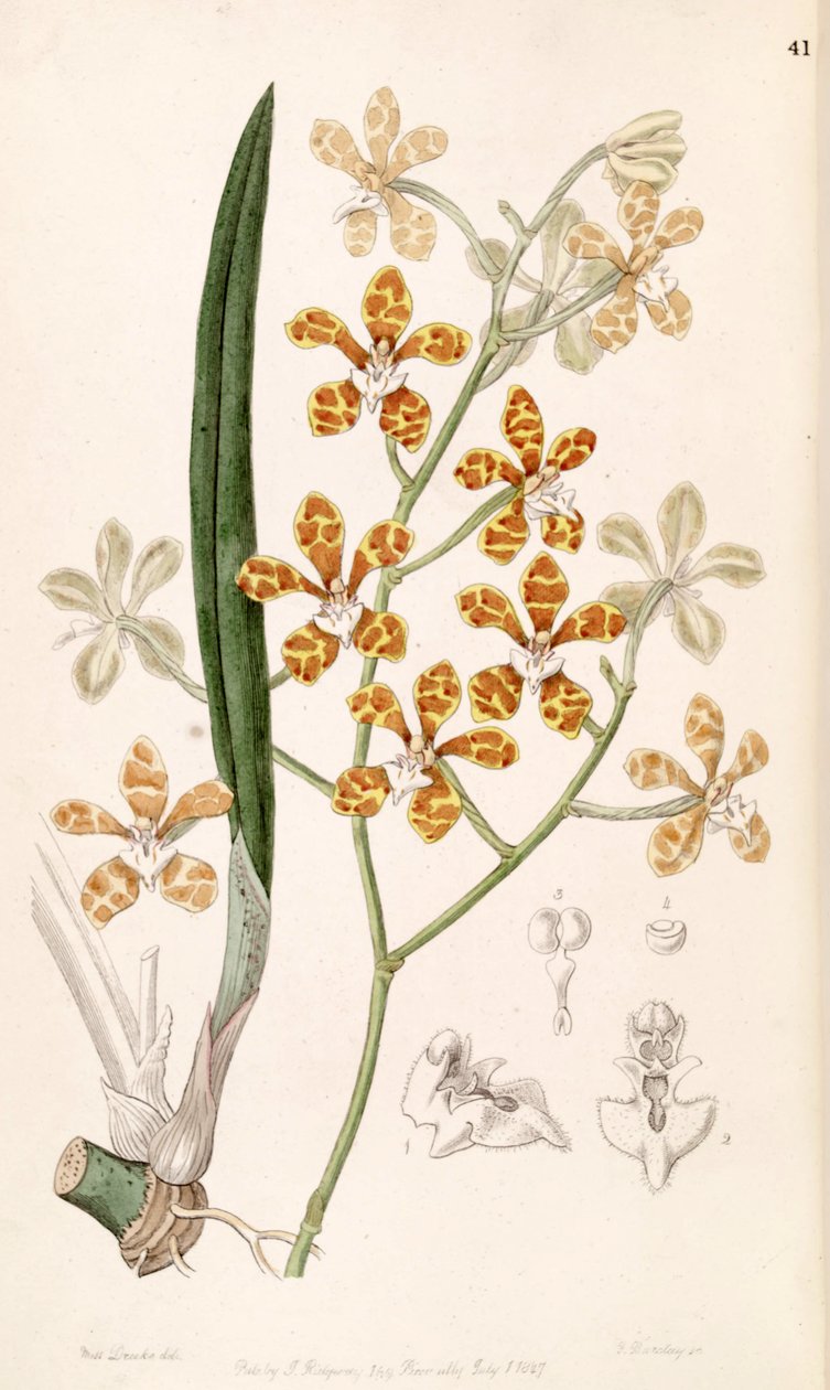 Staurochilus ionosmus (jako syn. Cleisostoma ionosmum) od Miss Drake