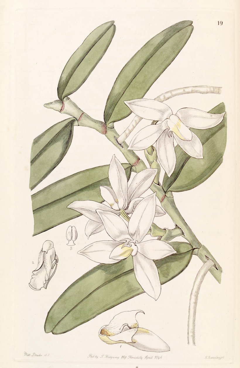 Thrixspermum calceolus (jako syn. Sarcochilus calceolus) od Miss Drake