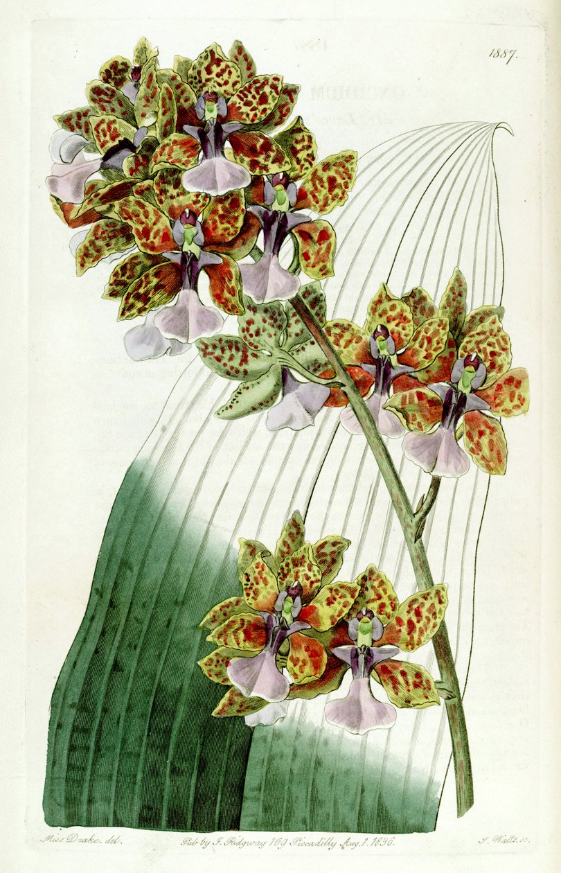 Trichocentrum lanceanum nebo Oncidium lanceanum od Miss Drake