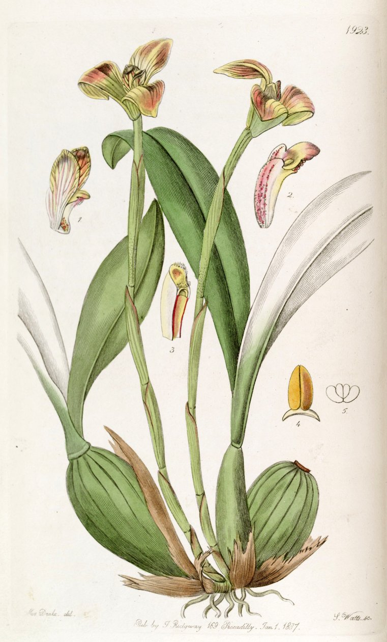 Trigonidium obtusum od Miss Drake