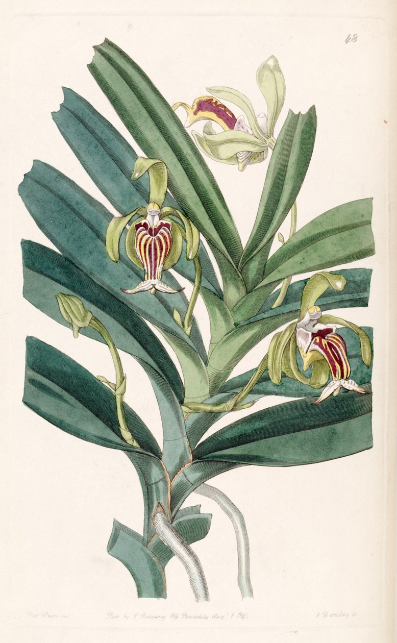 Vanda cristata od Miss Drake