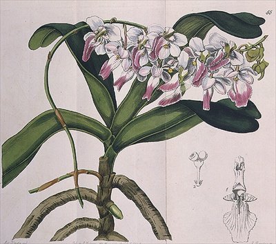 Aerides Crispum (orchideje) nakladatelství I. Ridgway od Miss Drake