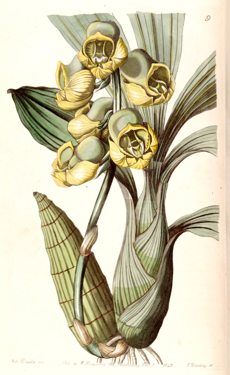 Catasetum planiceps od Miss Drake
