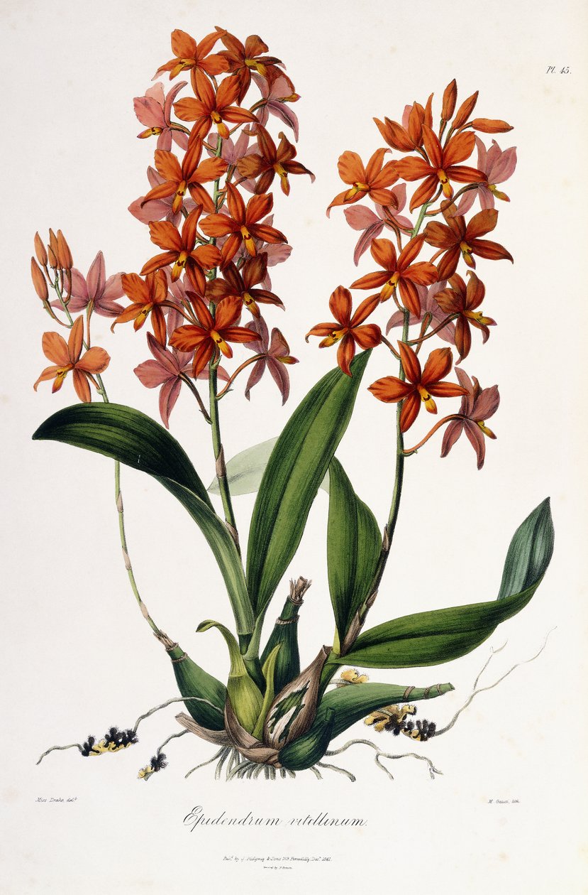 Epidendrum Vitellinus, kolem 1837-41 od Miss Drake