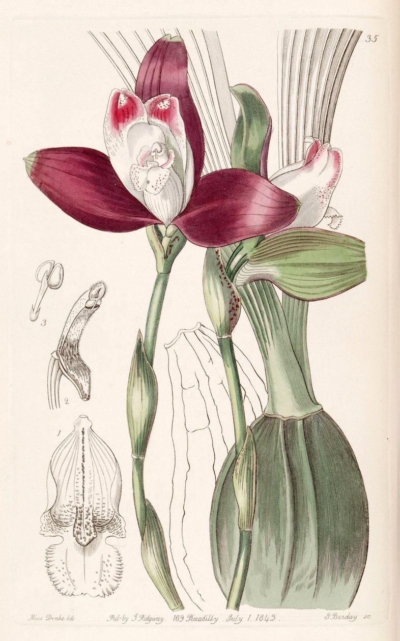 Lycaste macrophylla (jako syn. Lycaste plana) od Miss Drake