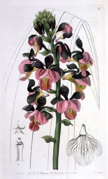 Orchis Lissochilus Roseus, vydal I. Ridgway od Miss Drake