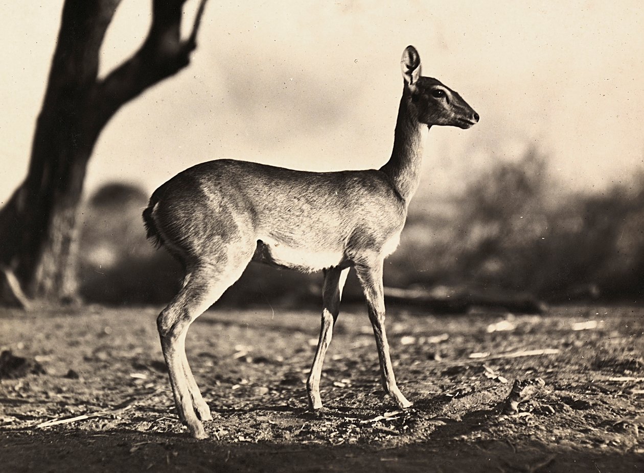 „Budování říše“ ve fašistickém věku: setitův kozel, 9.5.1936 (černobílá fotografie) od Modestino Baldinetti