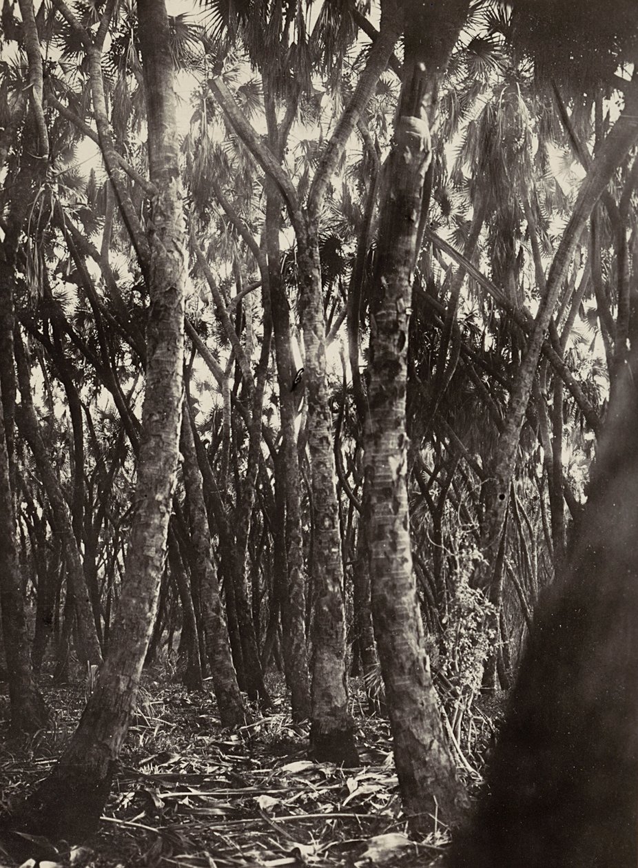 „Budování říše“ ve fašistickém věku: háj dumských palem, 9.5.1936 (černobílá fotografie) od Modestino Baldinetti
